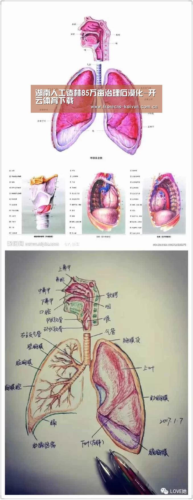 湖南人工造林85万亩治理石漠化-开云体育下载(图2) 开云体育入口